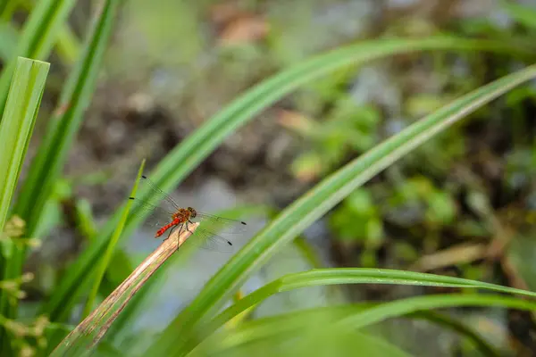 Dragonfly Sitting Blade Grass Close — Stock Photo, Image