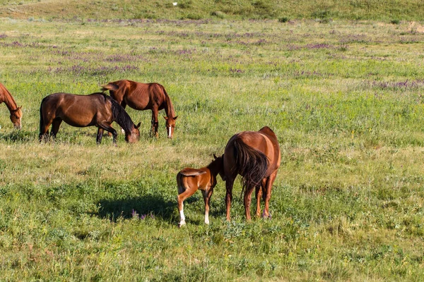 Konie Pasą Się Polu Stepie — Zdjęcie stockowe