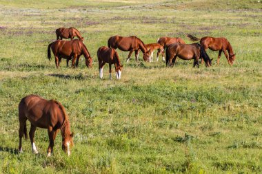 Bozkırdaki bir tarlada atlar otluyor.