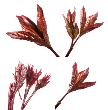 Genç bir yer fıstığı filizinin parçası. Beyaz arka planda izole edilmiş. set, koleksiyon