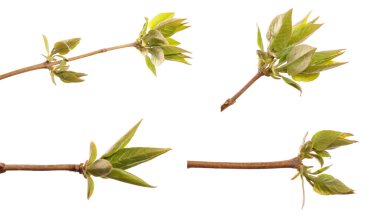 Yeşil yapraklı leylak çalısı. Beyaz arka planda izole edilmiş. set, koleksiyon