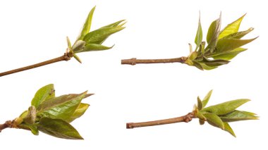 Yeşil yapraklı leylak çalısı. Beyaz arka planda izole edilmiş. set, koleksiyon