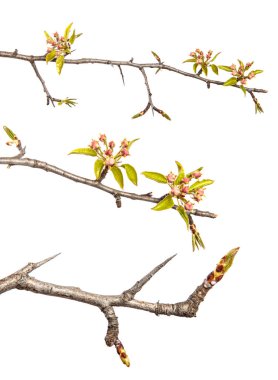 Çiçekli bir armut dalının parçası. Beyaz bir arka planda. set, koleksiyon