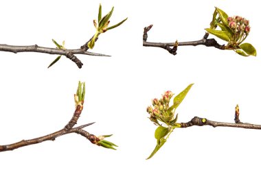 Çiçekli bir armut dalının parçası. Beyaz bir arka planda. set, koleksiyon