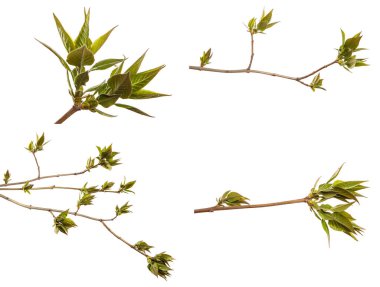Yeşil yapraklı bir leylak çalısı parçası. Beyaz bir arka planda. set, koleksiyon