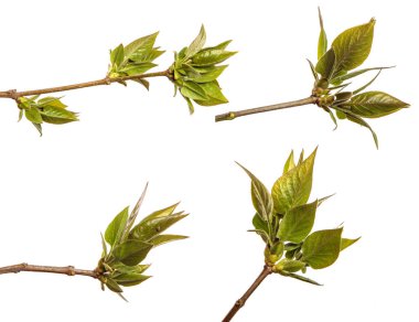 Yeşil yapraklı bir leylak çalısı parçası. Beyaz bir arka planda. set, koleksiyon