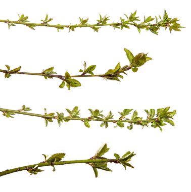 Taze yapraklı kiraz eriği dalı. Beyaz arka planda izole edilmiş. set, koleksiyon