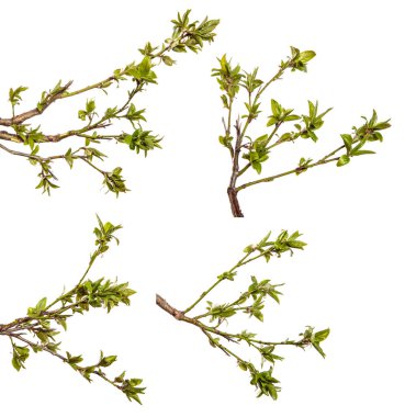 Taze yapraklı kiraz eriği dalı. Beyaz arka planda izole edilmiş. set, koleksiyon