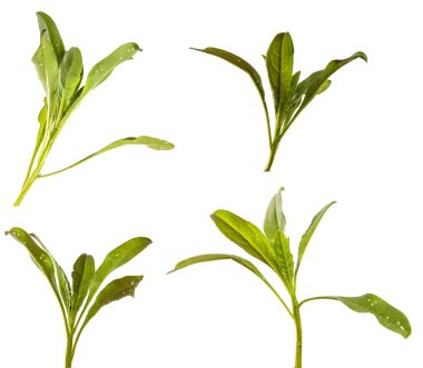 Yeni Belçika makinesinin taze filizleri. Beyaz arka planda yeşil yapraklar. set, koleksiyon