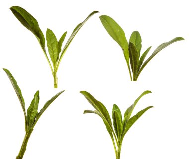 Yeni Belçika makinesinin taze filizleri. Beyaz arka planda yeşil yapraklar. set, koleksiyon