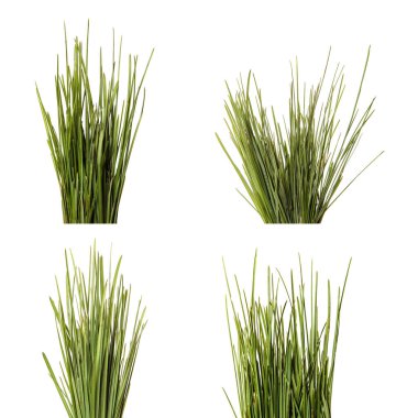 Bir demet yeşil çimen. Beyaz arka planda izole edilmiş. set, koleksiyon
