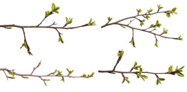 Beyaz arka planda genç yeşil yapraklı armut ağacı dalı. set, koleksiyon