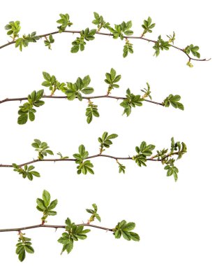 Dikenli gül ağacı dalı beyaz bir arka planda izole edilmiş. set, koleksiyon