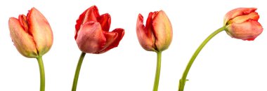 Sapında kırmızı lale çiçeği vardı. Yakından. Beyaz arka planda izole edilmiş. set, koleksiyon