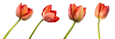 Sapında kırmızı lale çiçeği vardı. Yakından. Beyaz arka planda izole edilmiş. set, koleksiyon