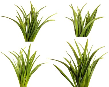 Beyaz arka planda genç yeşil yapraklar. set, koleksiyon