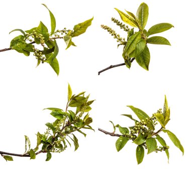 Yeşil yapraklı kiraz ağacı dalı. Beyaz arka planda izole edilmiş. set, koleksiyon