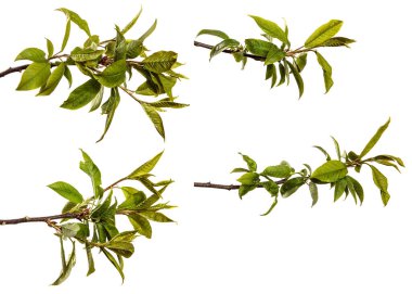 Yeşil yapraklı kiraz ağacı dalı. Beyaz arka planda izole edilmiş. set, koleksiyon