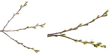 Küçük yeşil yapraklı ağaç dalı. Beyaz arka planda izole edilmiş. set, koleksiyon