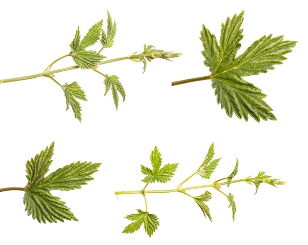 Junge Grüne Hopfenblätter Isoliert Auf Weißem Hintergrund Set Kollektion — Stockfoto