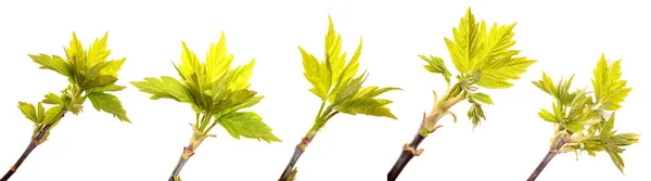 Young Sprout Maple Isolated White Background Set Collection — Stock Photo, Image
