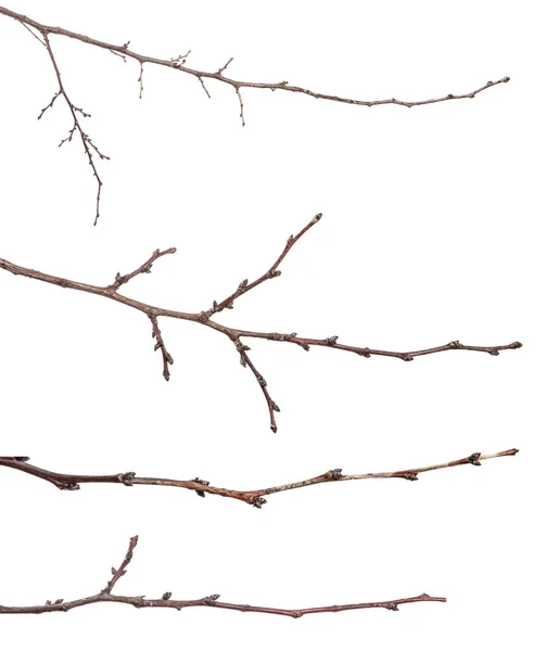 Torr Aprikos Träd Grenar Vit Bakgrund Set Insamling — Stockfoto