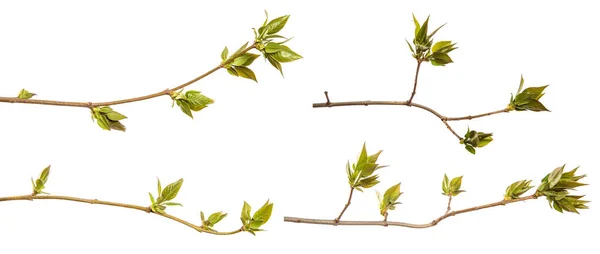 Fragment Branch Lilac Bush Green Young Leaves White Background Set — Stock Photo, Image