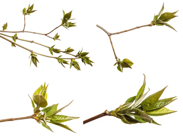 Yeşil yapraklı bir leylak çalısı parçası. Beyaz bir arka planda. set, koleksiyon
