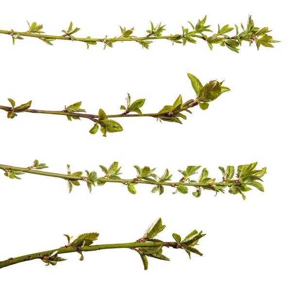 Taze yapraklı kiraz eriği dalı. Beyaz arka planda izole edilmiş. set, koleksiyon