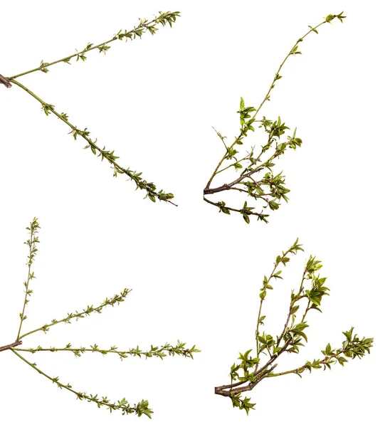 Taze yapraklı kiraz eriği dalı. Beyaz arka planda izole edilmiş. set, koleksiyon