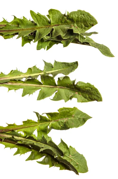 Las Hojas Verdes Planta Ordinaria Del Diente León Sobre Fondo — Foto de Stock