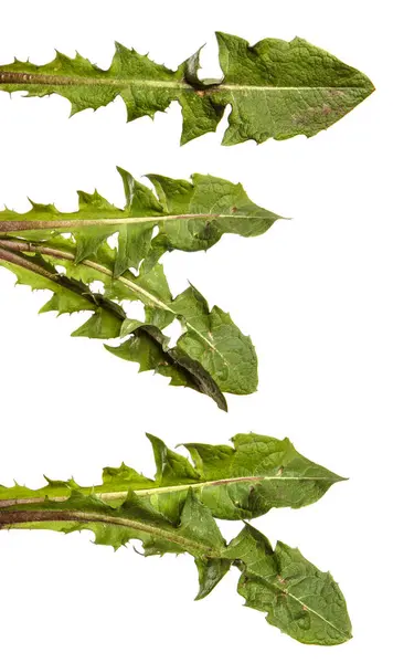 Zielone Liście Zwykłej Rośliny Mniszka Lekarskiego Białym Tle Zestaw Kolekcja — Zdjęcie stockowe