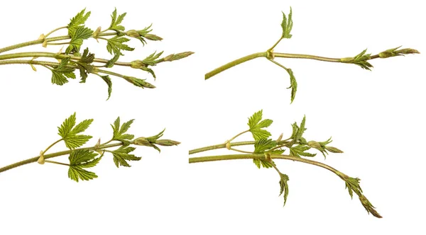 Grüne Hopfenblätter Auf Weißem Hintergrund Set Kollektion — Stockfoto