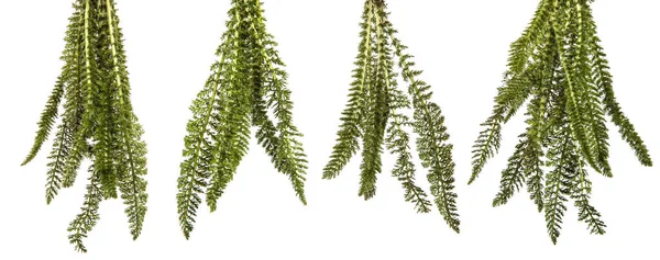 白い背景に植物の若い緑の葉 セットコレクション — ストック写真