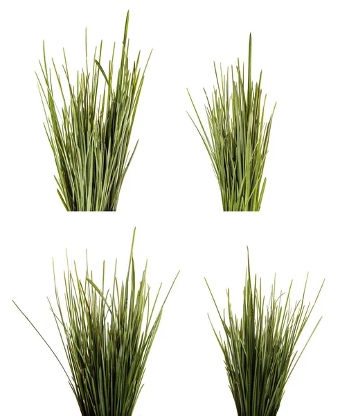 Een Bos Groene Bladeren Van Gras Geïsoleerd Witte Achtergrond Verzameling — Stockfoto