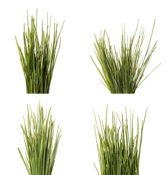 Bir demet yeşil çimen. Beyaz arka planda izole edilmiş. set, koleksiyon