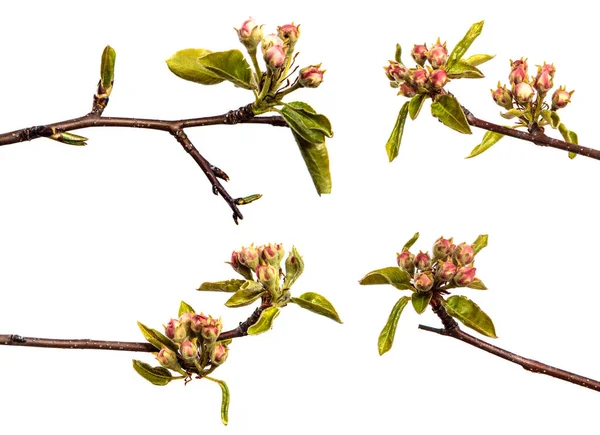 Beyaz arka planda taze yeşil yaprakları ve çiçek açan armut dalları.