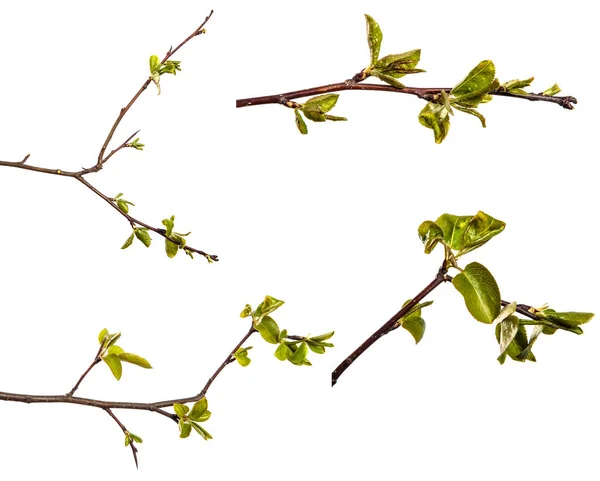 若い緑色の葉を持つ梨の木の枝は白い背景に孤立しています セットコレクション — ストック写真