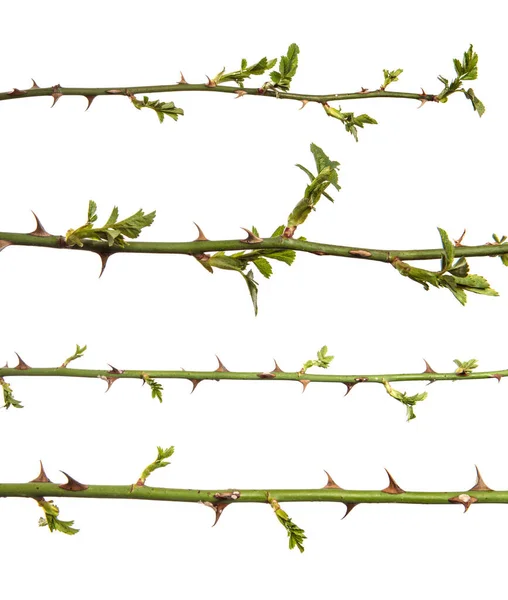 Dikenli gül ağacı dalı beyaz bir arka planda izole edilmiş. set, koleksiyon