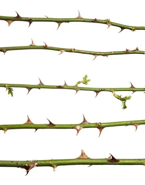 Dikenli gül ağacı dalı beyaz bir arka planda izole edilmiş. set, koleksiyon