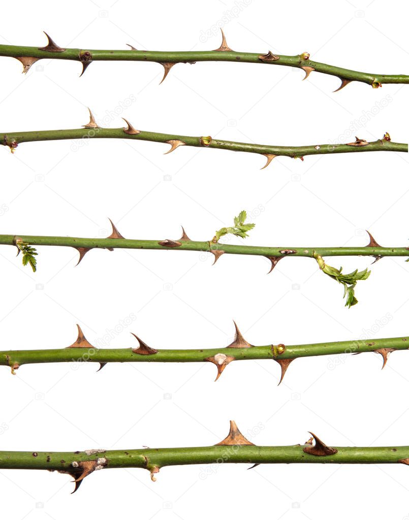 rosehip branch with thorns isolated on a white background. set, collection