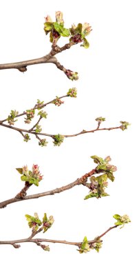 Elma ağacının çiçek açan dalında çiçekler ve yapraklar. Beyaz arka planda. set, koleksiyon