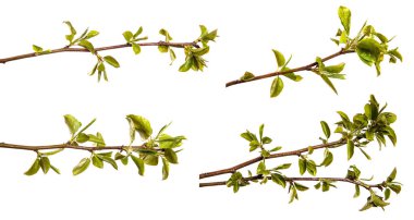 Küçük yeşil yapraklı armut ağacı dalı. Beyaz arka planda. set, koleksiyon