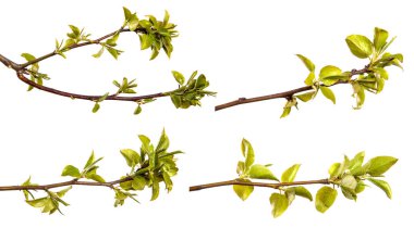 Küçük yeşil yapraklı armut ağacı dalı. Beyaz arka planda. set, koleksiyon