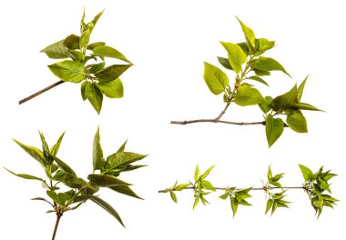 Küçük yeşil yapraklı leylak çalısı. Beyaz arka planda. set, koleksiyon