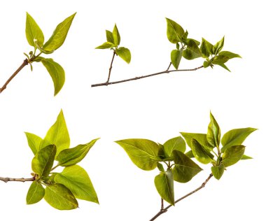 Küçük yeşil yapraklı leylak çalısı. Beyaz arka planda. set, koleksiyon