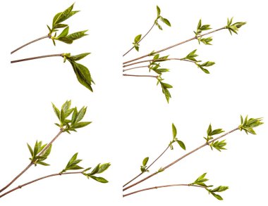 Küçük yeşil yapraklı leylak çalısı. Beyaz arka planda. set, koleksiyon