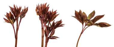 Şakayık çalılarından taze filizler. Beyaz arka planda. set, koleksiyon