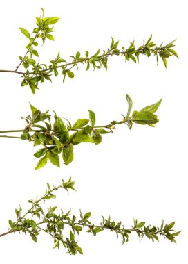 Beyaz arka planda taze yeşil yaprakları olan ağaç dalı. set, koleksiyon