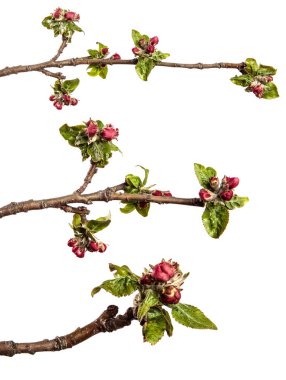 Yeşil yapraklı elma ağacı dalı ve beyaz arka planda çiçek açan. set, koleksiyon